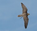 Sky our Lanner Falcon stretching her wings for the new show season