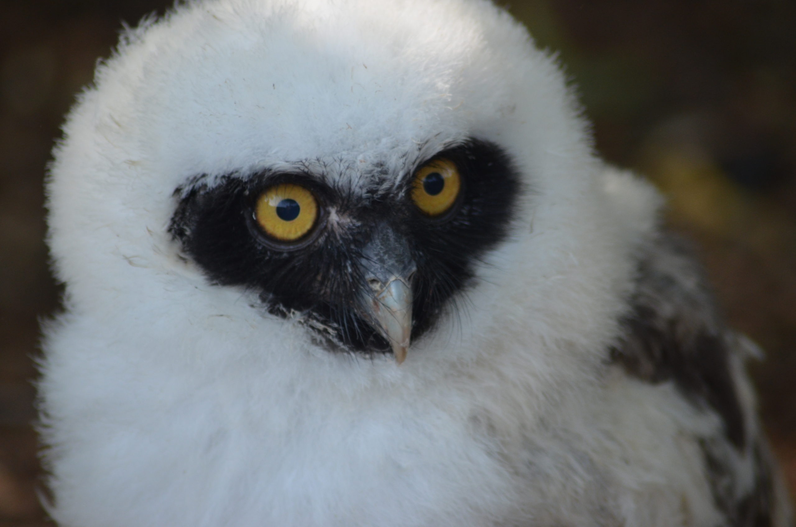 Xmas Owl Experiences sold out in 3 days!!