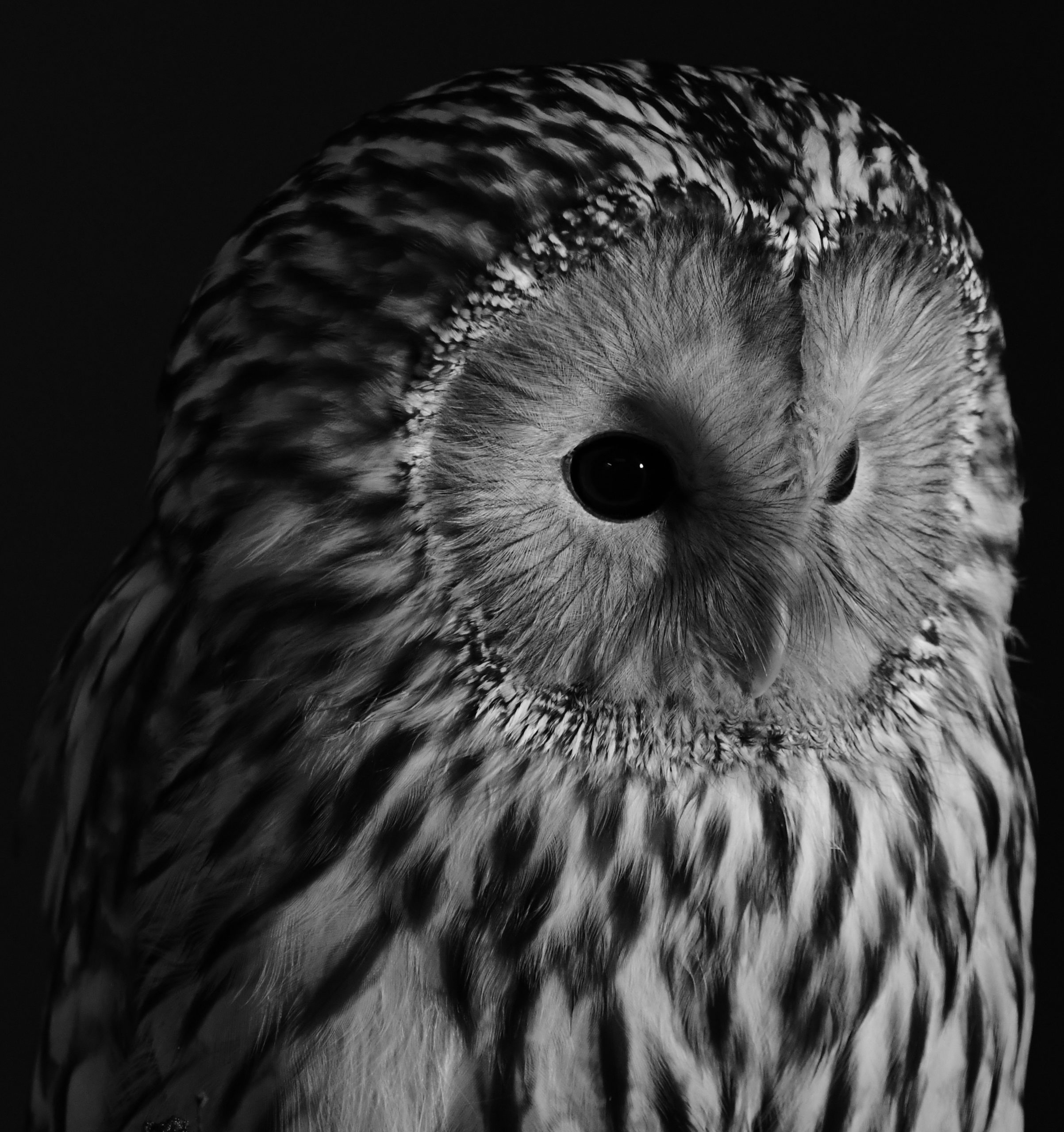 Shropshire Falconry will be at Roddinton Fayre 20th May 2017