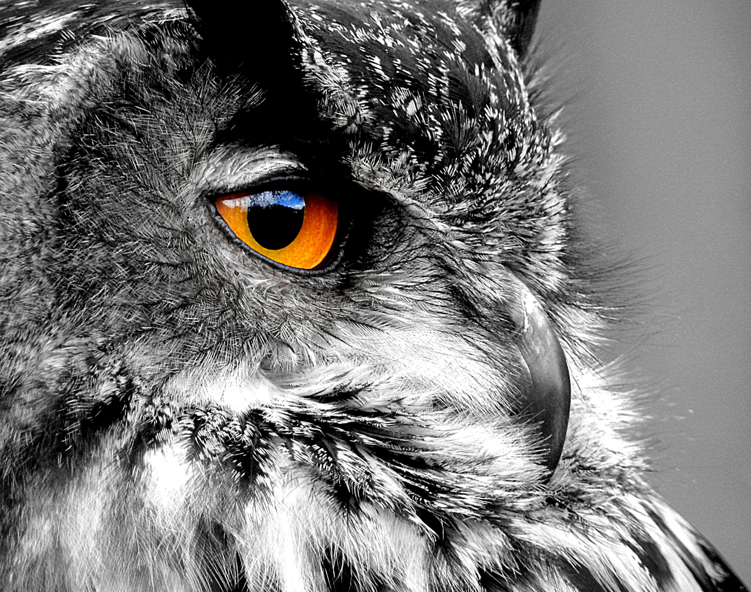 Photography days are a big hit this summer at Shropshire Falconry